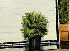 Palmboom - Chamaerops Humilis Vulcano Top Merken Winkel